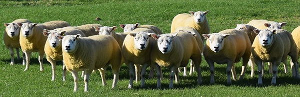 Airies Texels