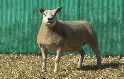 Airies Crusader sired gimmer
