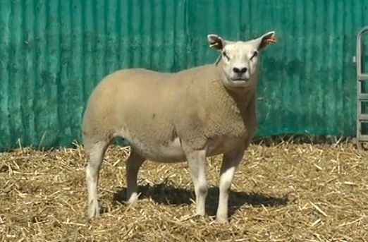 Airies Dakota sired gimmer
