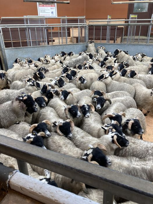 Blackface lambs