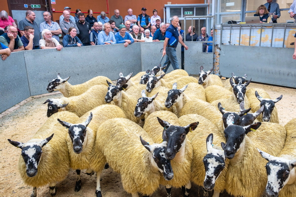 Best pen of Mule Ewe Lambs