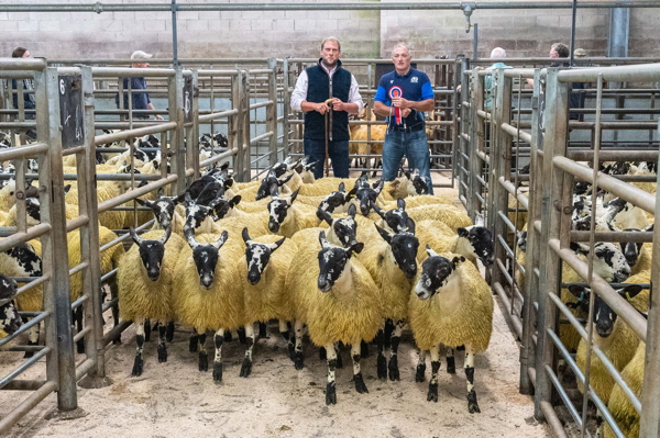 Best pen of Mule Ewe Lambs