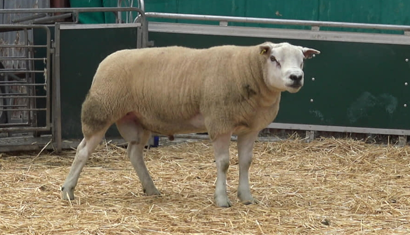 Airies Comet sired Ram