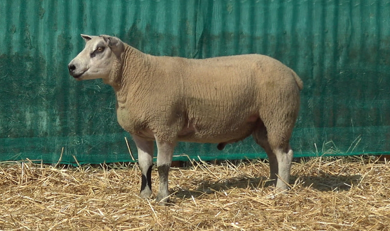 Airies Dakota sired ram