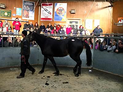 The Cumberland & Dumfriesshire Farmers Mart held their autumn sale of Horses, Ponies & Tack in Dumfries on Saturday 1st November 2008.