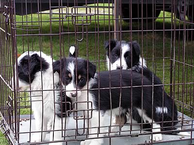 Puppies looking for new home