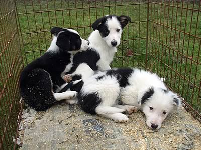 Cumberland & Dumfriesshire held their Spring Sale of 78 working collies and pups at The Hammerlands Centre, Moffat on Saturday 10th March 2012.