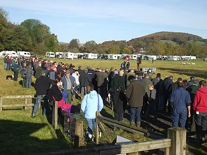 Hammerlands Collie Dog sale