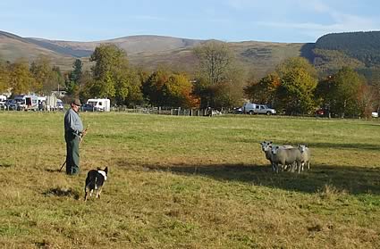 Hammerlands Collie Dog sale