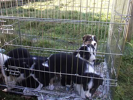 Hammerlands Collie Dog sale