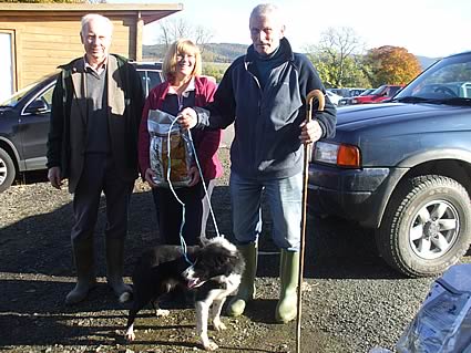 Hammerlands Collie Dog sale