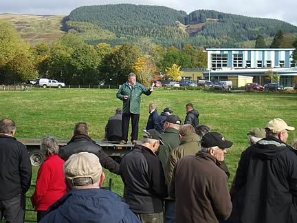 Hammerlands Collie Dog sale