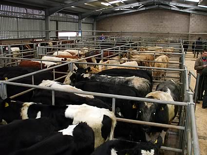 Cattle Pens
