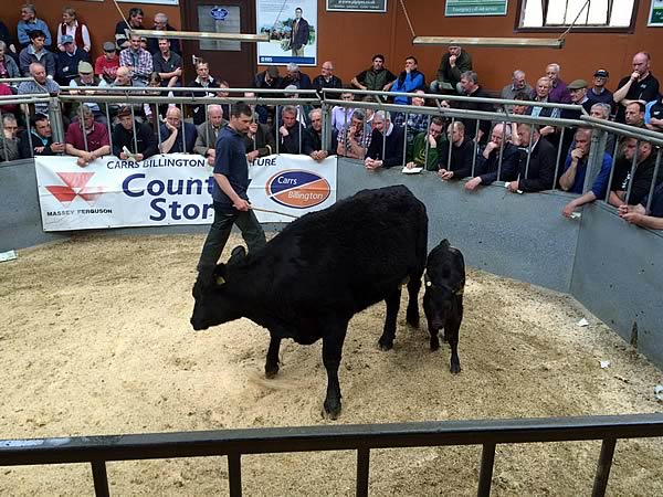 breeding Cattle