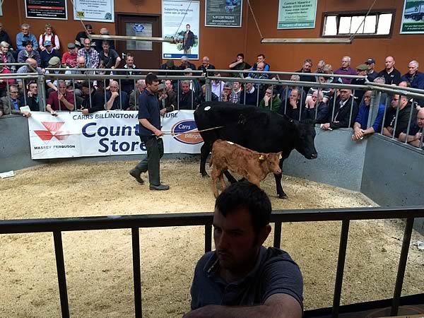 Breeding Cattle