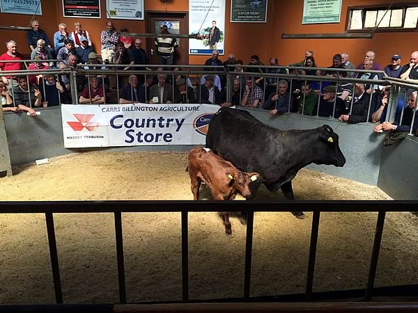 Breeding Cattle