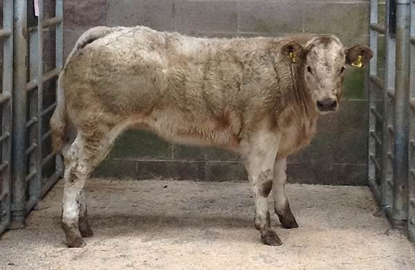 Champion beast from W Templeton & Son, Glenlaugh