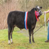 champ