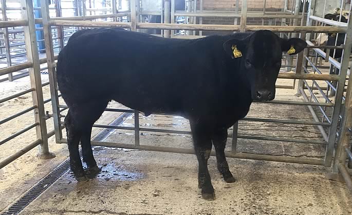 Best Single Heifer – Drumburn