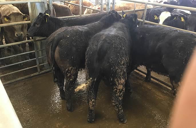 Best pen Heifers – Newfield