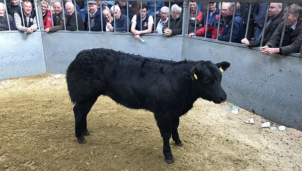British Blue Heifer from Neil Shuttleworth