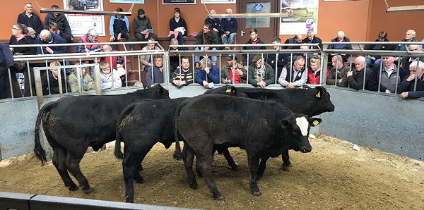 Best pen of Limousin bullocks