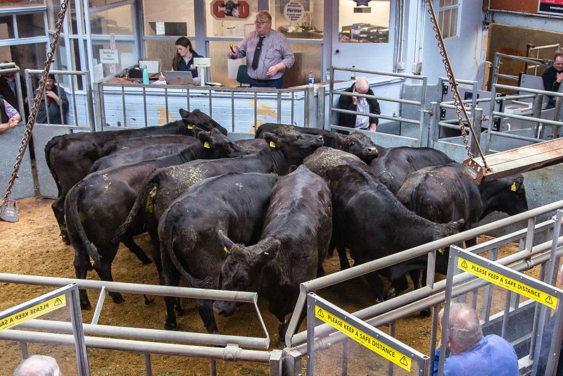 Angus Heifers