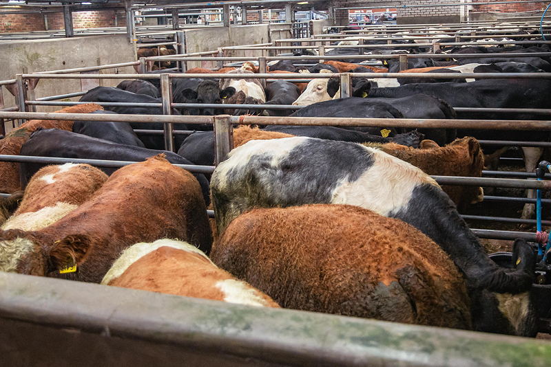 Dumfries Store Cattle