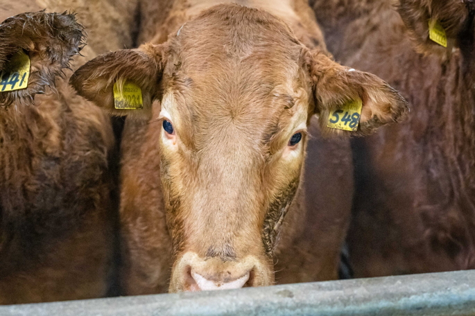 Dumfries Store Cattle