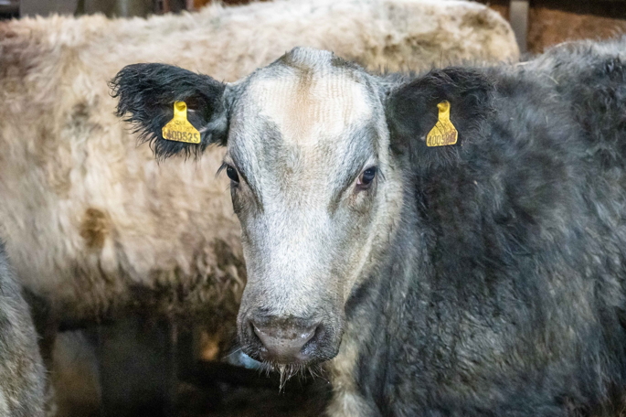 Dumfries Store Cattle