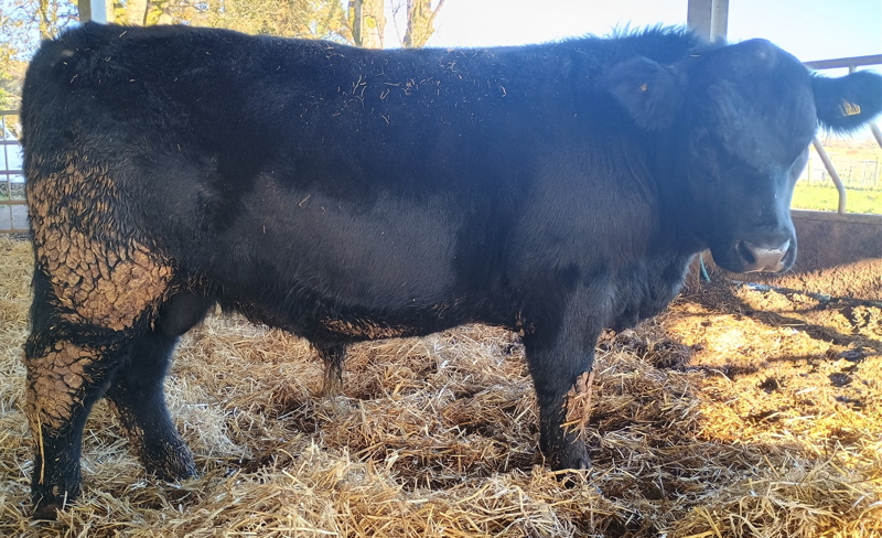 Pedigree Aberdeen Angus Bull