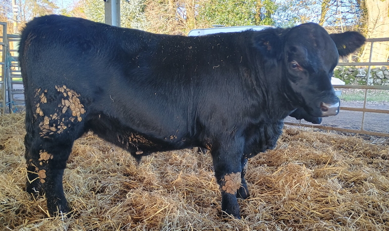 Pedigree Aberdeen Angus Bull