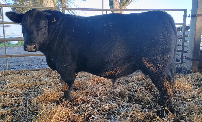 Pedigree Aberdeen Angus Bull