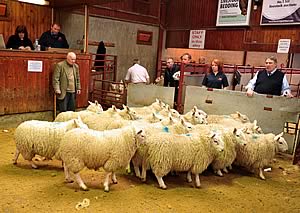 cheviot lambs