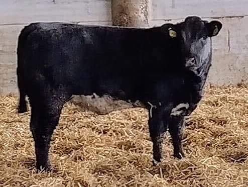 70 Limousin X and BB X Suckled Calves
