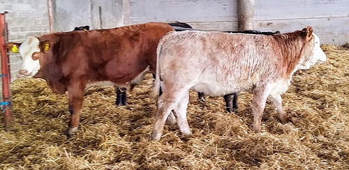 70 Limousin X and BB X Suckled Calves