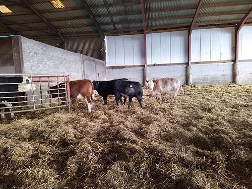 70 Limousin X and BB X Suckled Calves