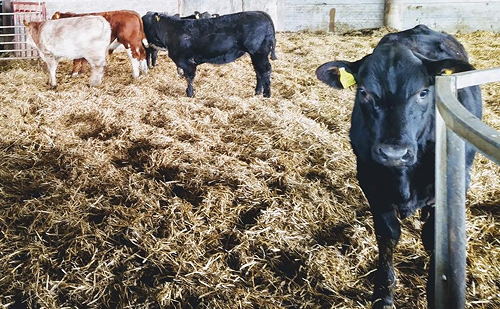 70 Limousin X and BB X Suckled Calves
