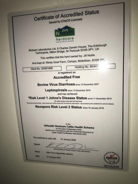 70 Limousin X and BB X Suckled Calves