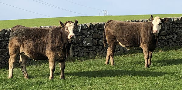 Aberdeen Angus x Heifer