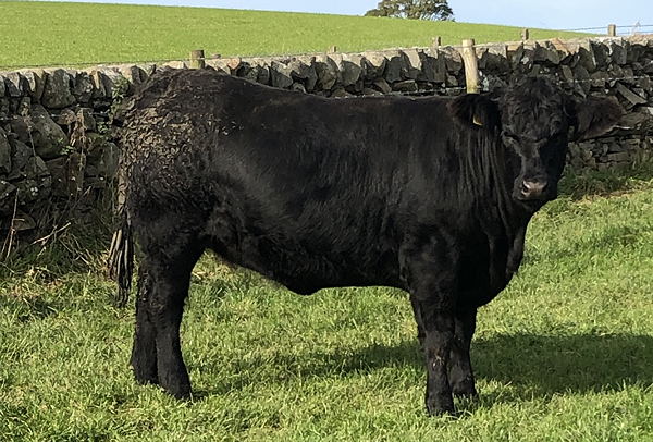 Aberdeen Angus x Heifer