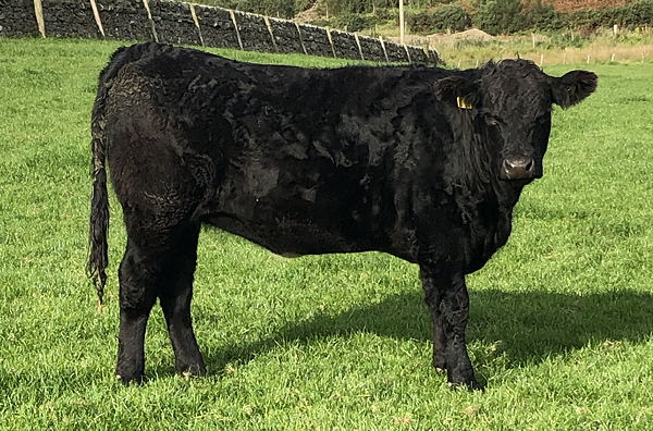 Aberdeen Angus x Heifer
