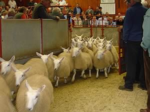 Cheviot Mule