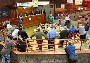 ewe ring