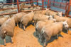 Champion_Texel_Solway_and_Tyne