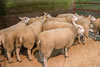 Reserve_Champion_Texel_Solway_and_Tyne