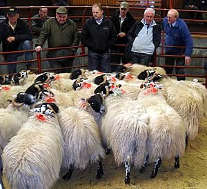 sheep ring