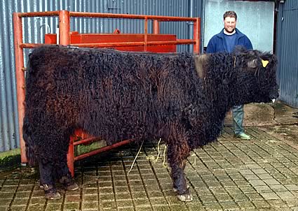 Best British Animal from Messrs Kyle, Spout Bank