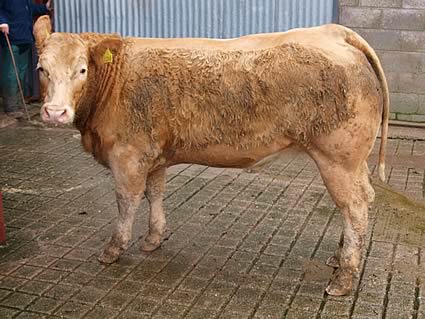 Reserve Champion from Messrs Blaylock, Hallburn