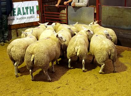 Reserve champion pen of lambs from Messrs Oliver, Waltonwoodhead